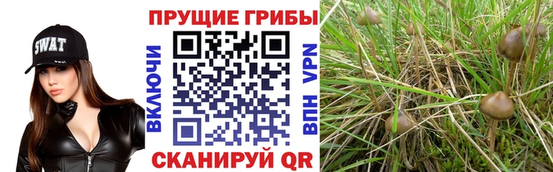 Галлюциногенные грибы мицелий  Змеиногорск 